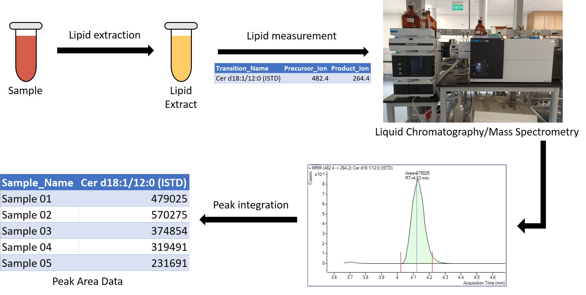 Figure showing the workflow of how lipids are measured in a targeted lipidomics settings. Samples are first converted to lipid extracts. From a given list of transitions to measure, lipids in the extracts are measured using liquid chromatography and mass spectrometry. In the example, a transition from an internal standard Ceramide d eighteen one twelve zero is measured. This results in chromatogram peaks which the user needs to integrate the area under curve. In the case of the internal standard Ceramide d 18 1 12 0, it is four hundred and seventy nine thousand and twenty five. After the peaks are integrated for all samples and transtions, the peak area data are exported for further processing.